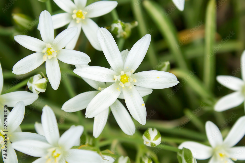 Spring white wildflowers. Ground cover, top view. Suitable for backgrounds. Spring white wildflowers. Ground cover, top view. Suitable for backgrounds.