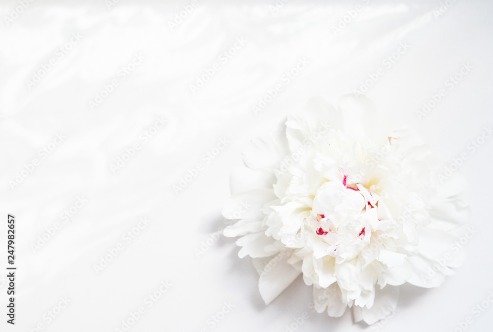 Beautiful white Peony flower on light background - Image. Sunlight pattern. Beautiful white Peony flower on light background - Image. Sunlight pattern.