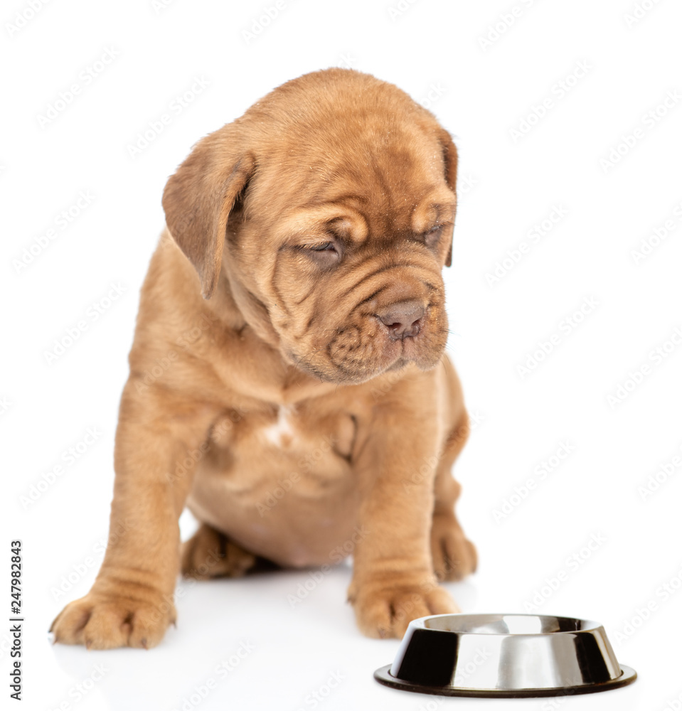 Puppy with empty bowl. isolated on white background