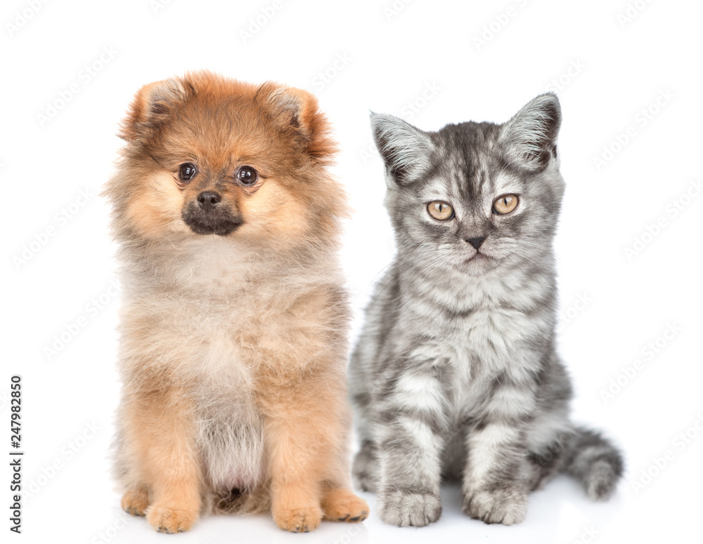 Obraz premium Spitz puppy sitting with tabby kitten and looking at camera. isolated on white background