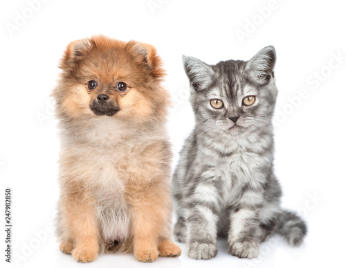 Spitz puppy sitting with tabby kitten and looking at camera. isolated on white background