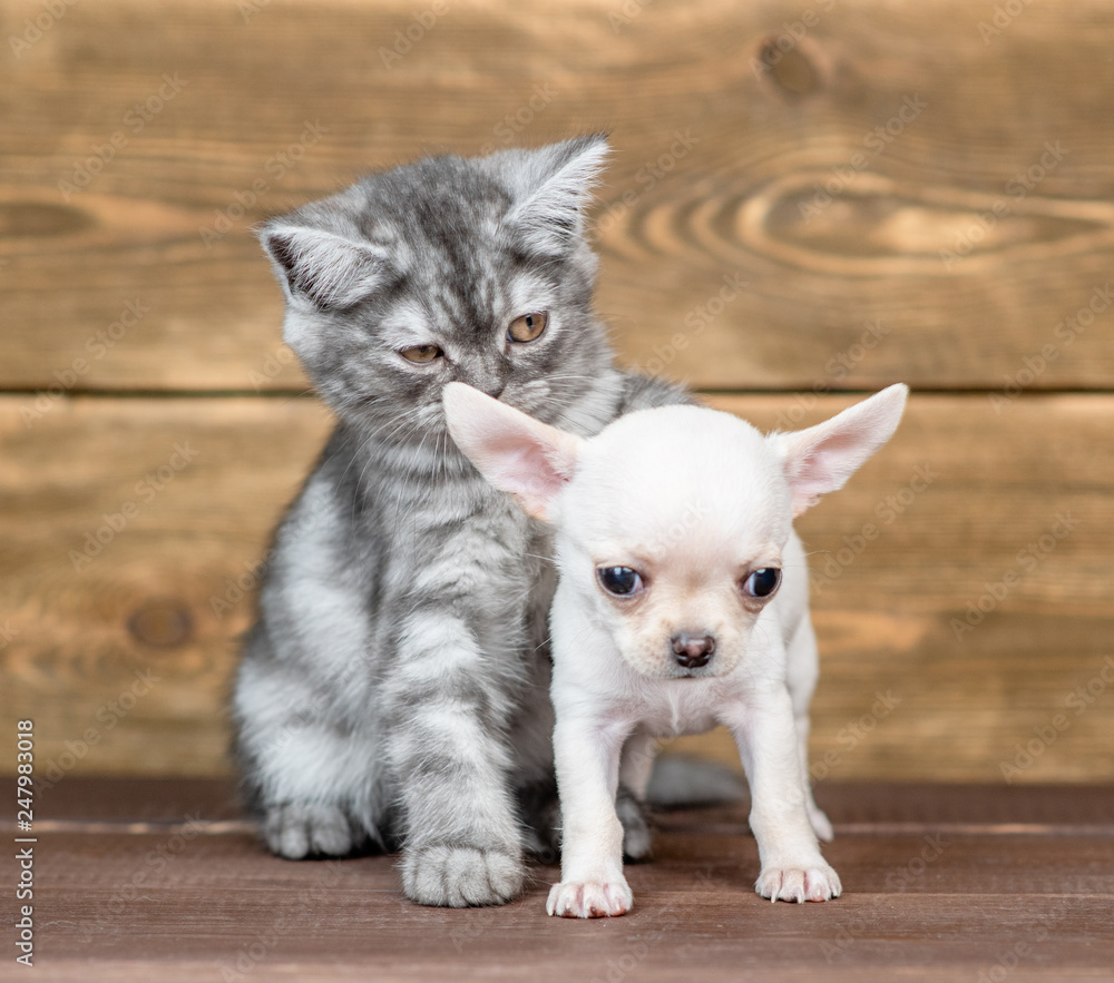 Young cat sitting with chihuahua puppy on wooden background