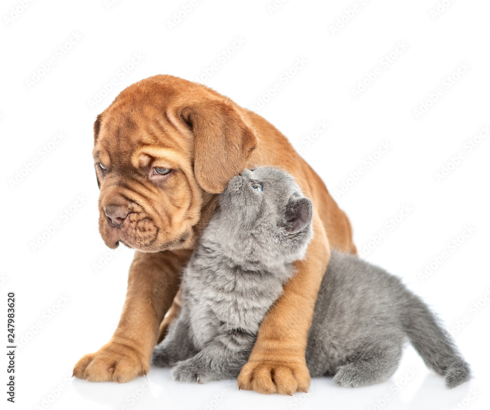 Kitten whispers a puppy in his ear secrets. isolated on white background Kitten whispers a puppy in his ear secrets. isolated on white background