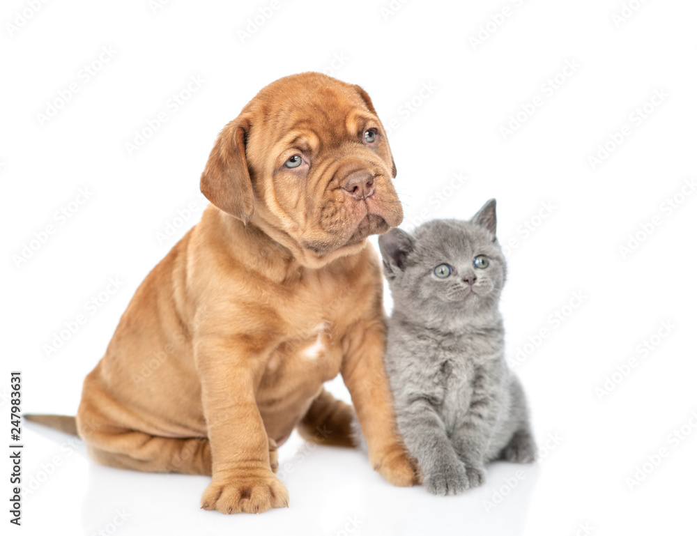 Mastino Neapolitano puppy sitting with tiny kitten and looking away and up. isolated on white background Mastino Neapolitano puppy sitting with tiny kitten and looking away and up. isolated on white background
