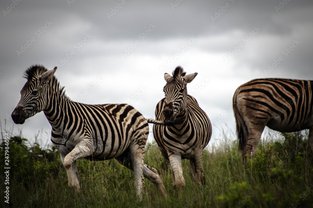 Zebra fight Zebra fight