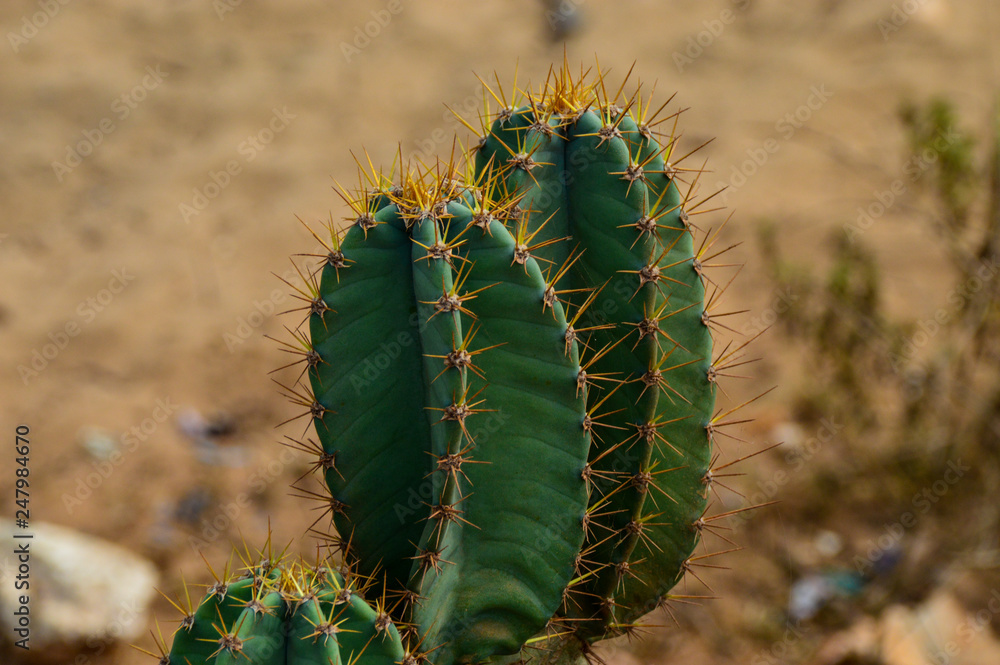 Obraz Kaktus na pustyni, Gokarna, Indie