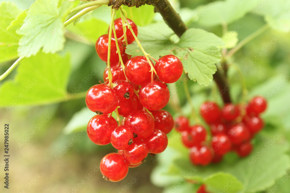 Reife rote Johannisbeeren am Strauch Reife rote Johannisbeeren am Strauch