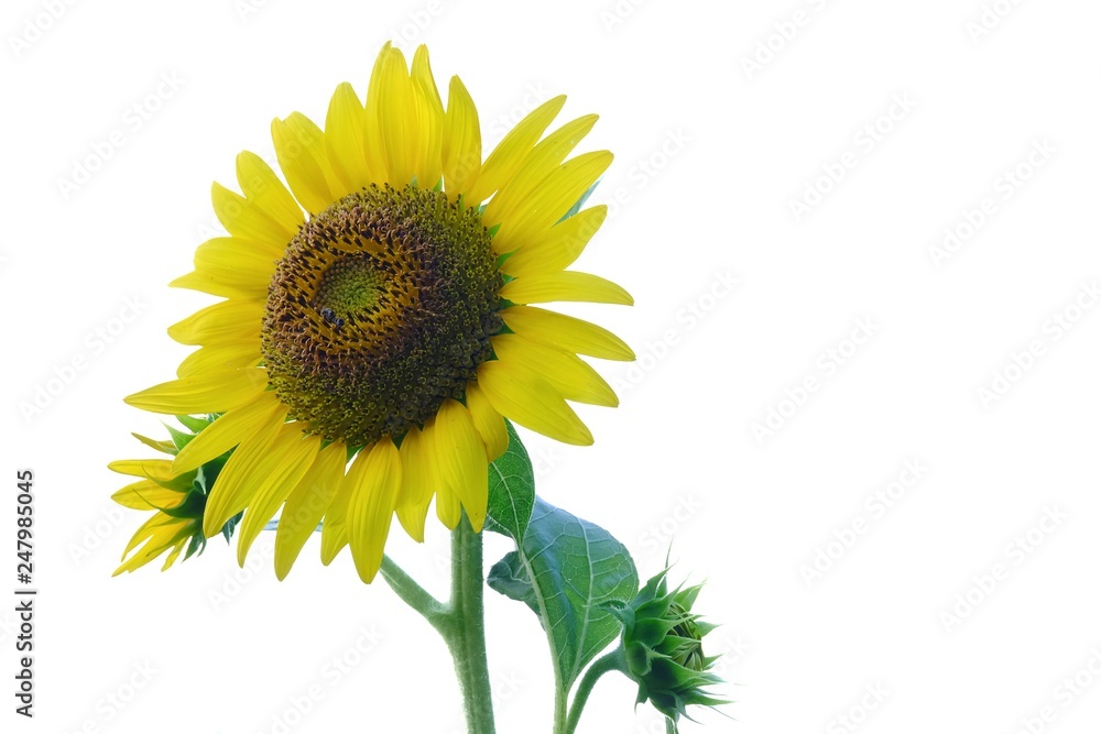 A single yellow sunflower with a green leaf on white isolated background A single yellow sunflower with a green leaf on white isolated background