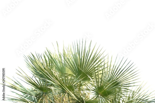 Tropical palm leaves on white isolated background for green foliage backdrop  © Oradige59