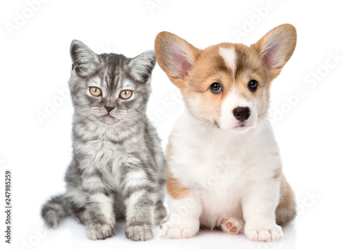 Fototapeta Naklejka Na Ścianę i Meble -  Corgi puppy with sad tabby kitten together. isolated on white background