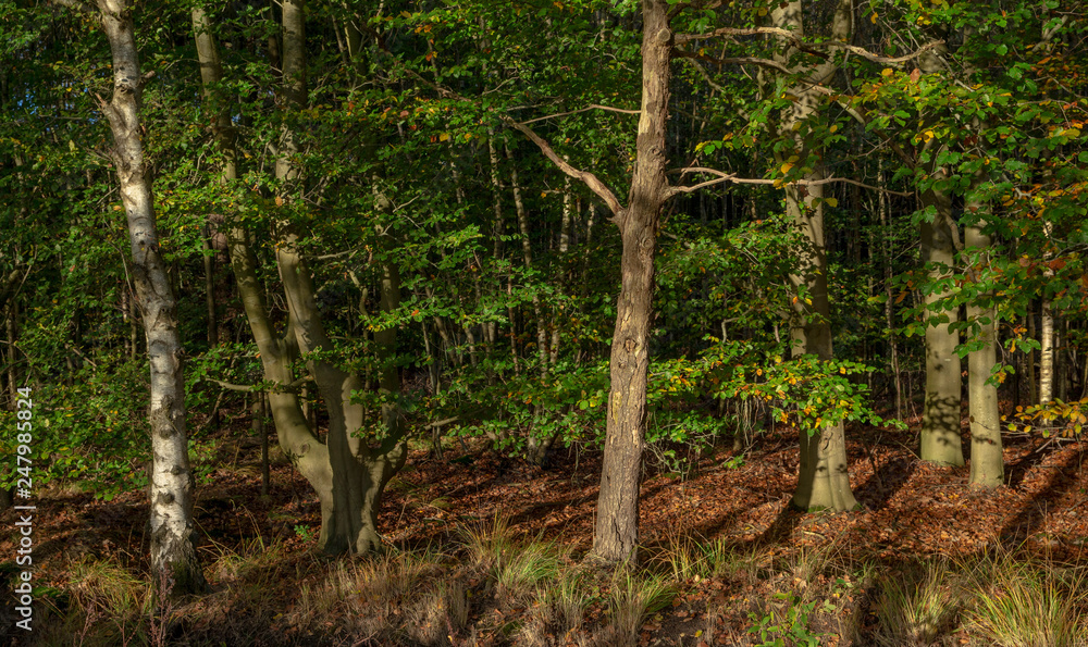 Forest. Echten Drente Netherlands Forest. Echten Drente Netherlands