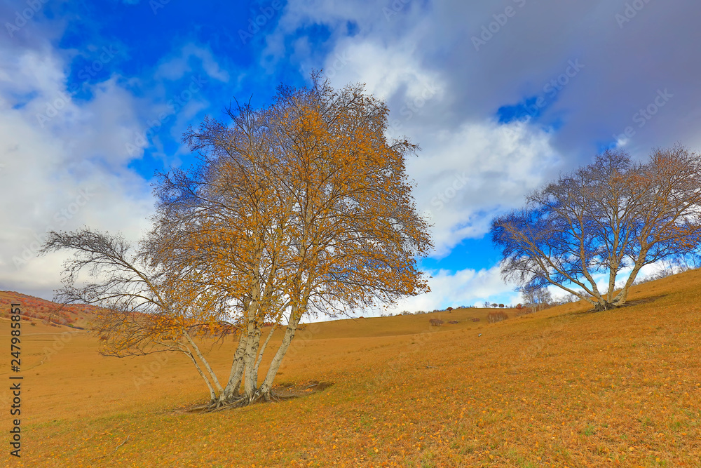 Fototapeta premium Inner Mongolia Ulan grassland scenery white birch