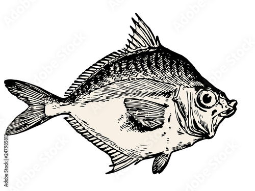 vector hand drawn fish illustration with engraved style