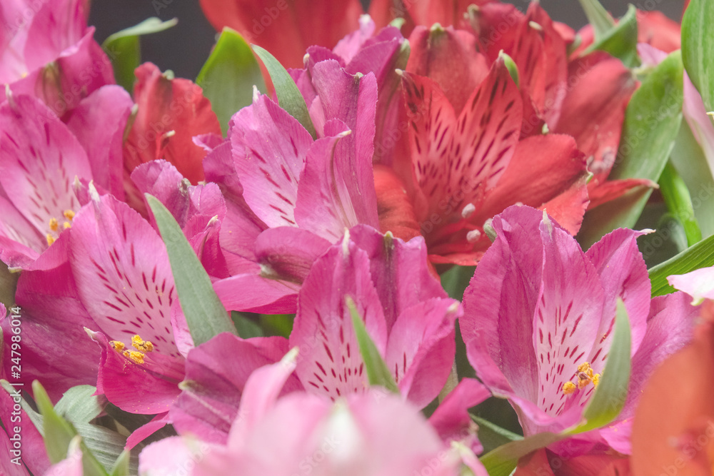 Peruvian lily Alstroemeria flowers