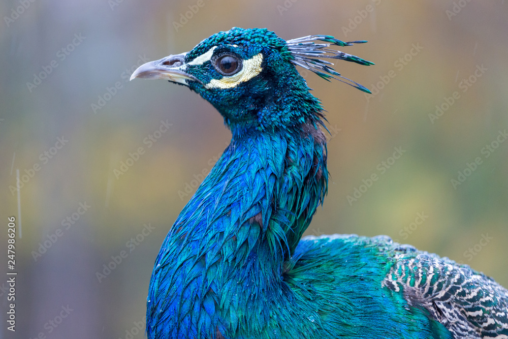 Fototapeta premium Pfau