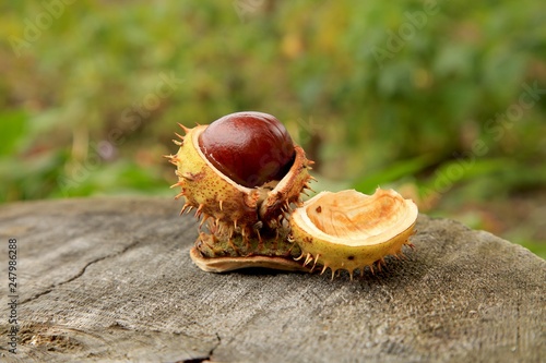 chestnuts on leaf