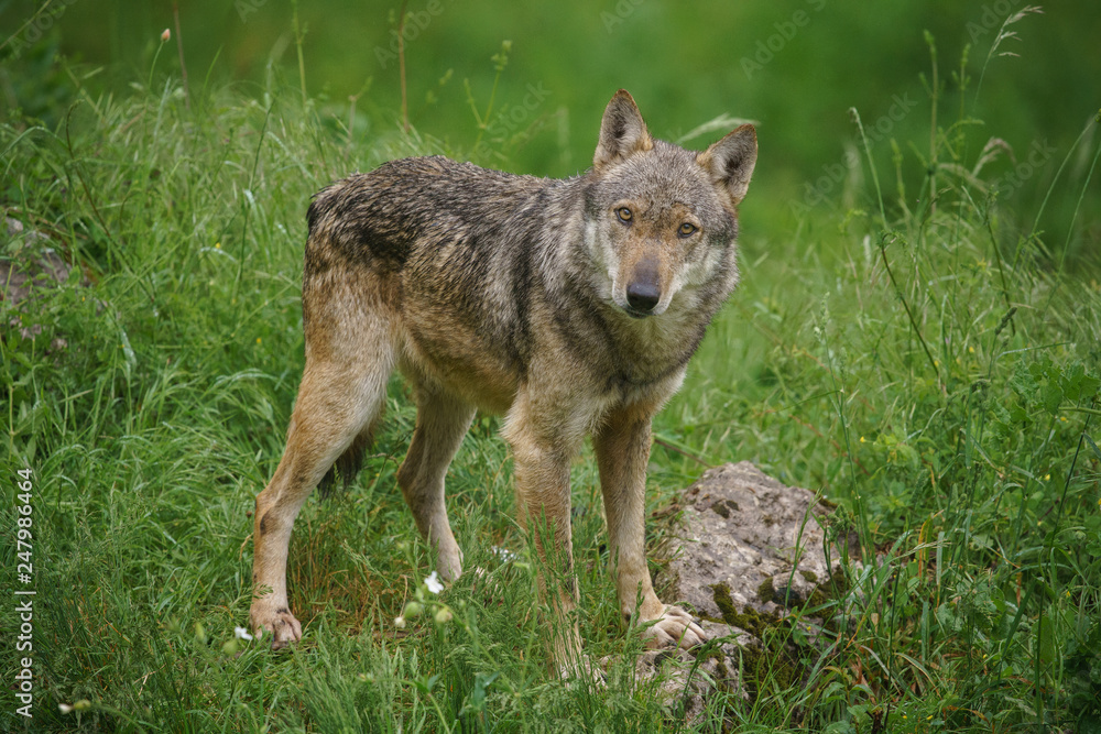 parco nazionale d'abruzzo 2019