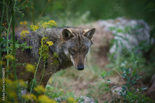 Obraz na plátně parco nazionale d'abruzzo 2019
