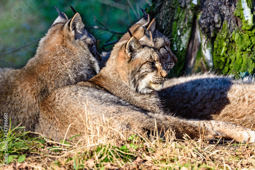 Lux / Wildpark Hanau photo