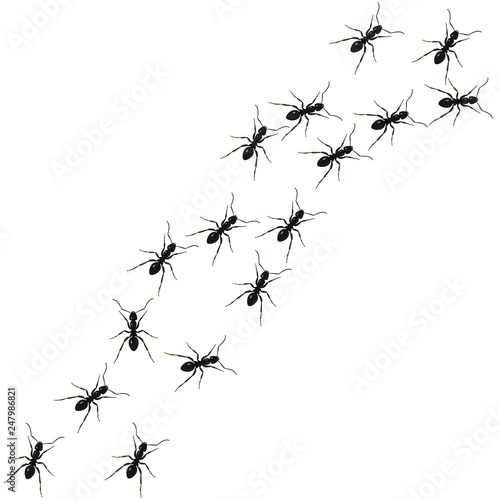 Ants path. Black line of worker ants isolated on white background. Vector illustration © archivector