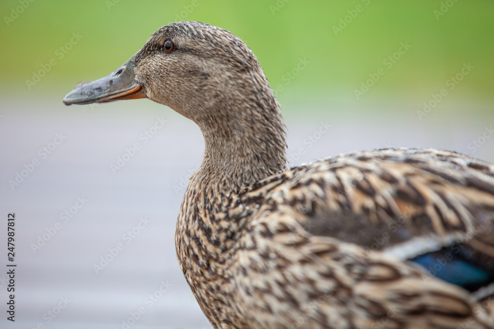 close up from a curious duck with depth of fields and juicy green background close up from a curious duck with depth of fields and juicy green background