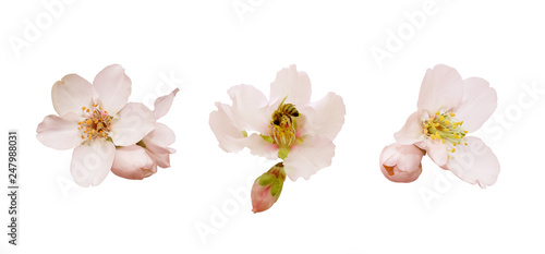 Beautiful almond flowers isolated on white background. Spring pink blossom in different forms, bee and buds. Tender flowers isolated.
