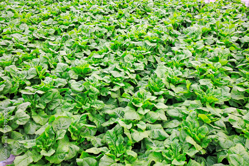 Vegetables in greenhouses Vegetables in greenhouses