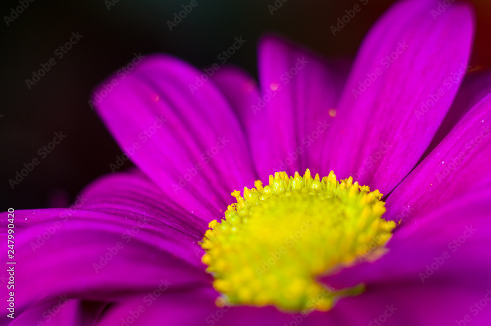 Beautiful bright purple and yellow chrysanthemum flowers, selective focus, macro Beautiful bright purple and yellow chrysanthemum flowers, selective focus, macro