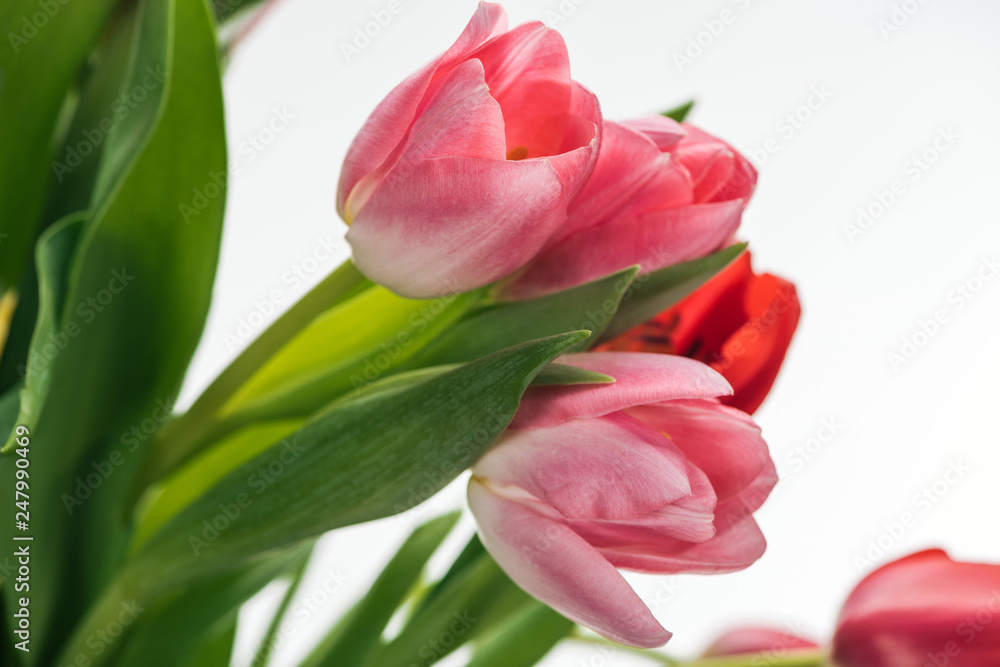 bouquet with pink and red tulips isolated on white bouquet with pink and red tulips isolated on white