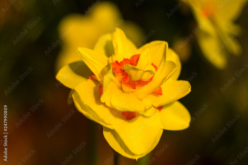 Amazing yellow huge bright daffodils in sunlight Amazing yellow huge bright daffodils in sunlight