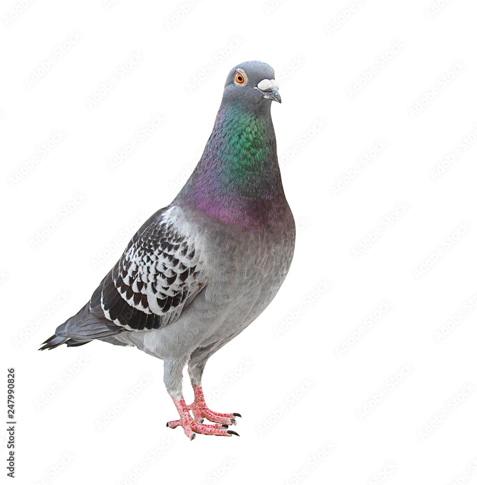 full body of speed racing pigeon bird isolated white background full body of speed racing pigeon bird isolated white background