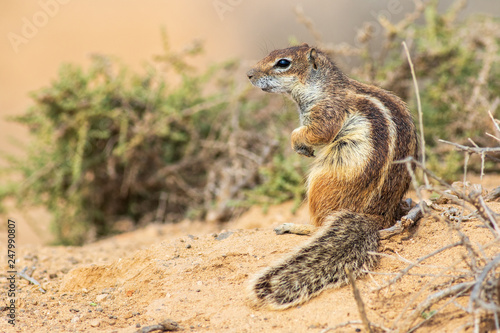  Barbary ground squirrel