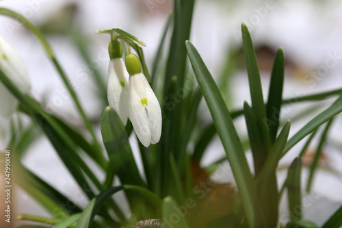 Beautiful early springtime background with flowers in a snow. Blooming first spring flowers snowdrops closeup in a snowy forest.