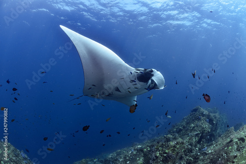 Manta Ray