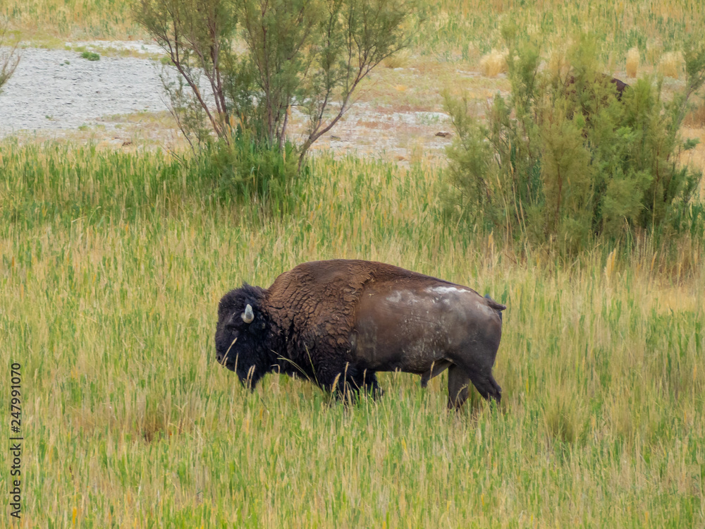 Salt Lake City, Antelope Island buffalo reservation, bison heard Salt Lake City, Antelope Island buffalo reservation, bison heard