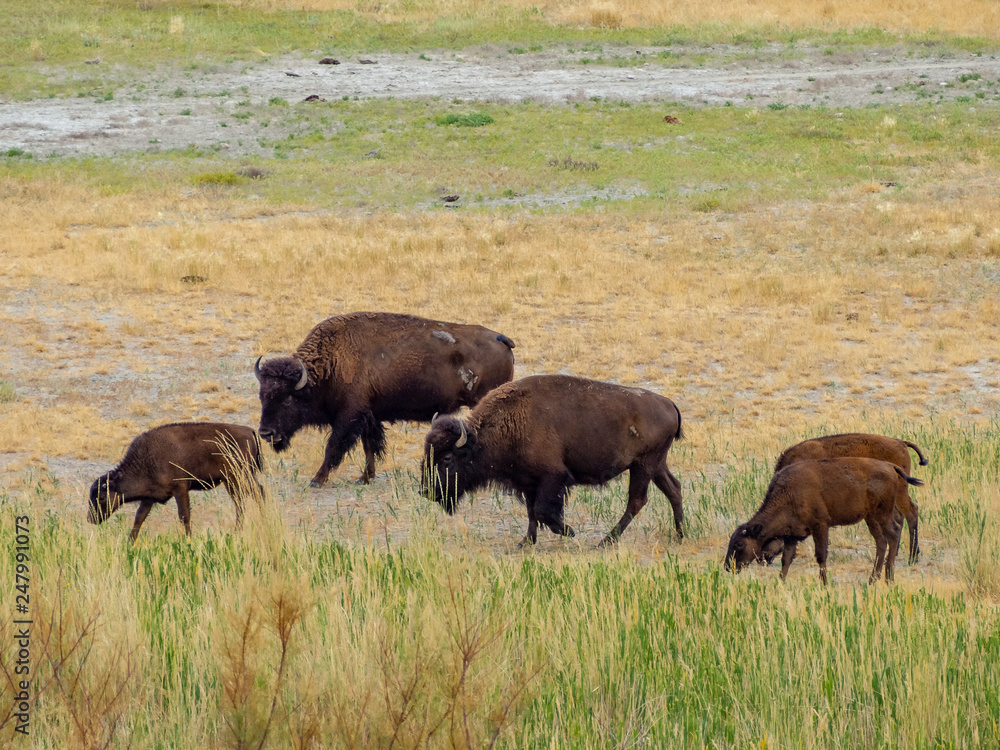 Salt Lake City, Antelope Island buffalo reservation, bison heard Salt Lake City, Antelope Island buffalo reservation, bison heard