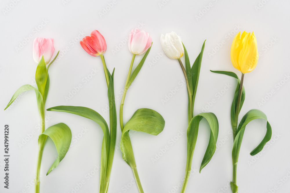 top view of tender tulip flowers isolated on grey top view of tender tulip flowers isolated on grey