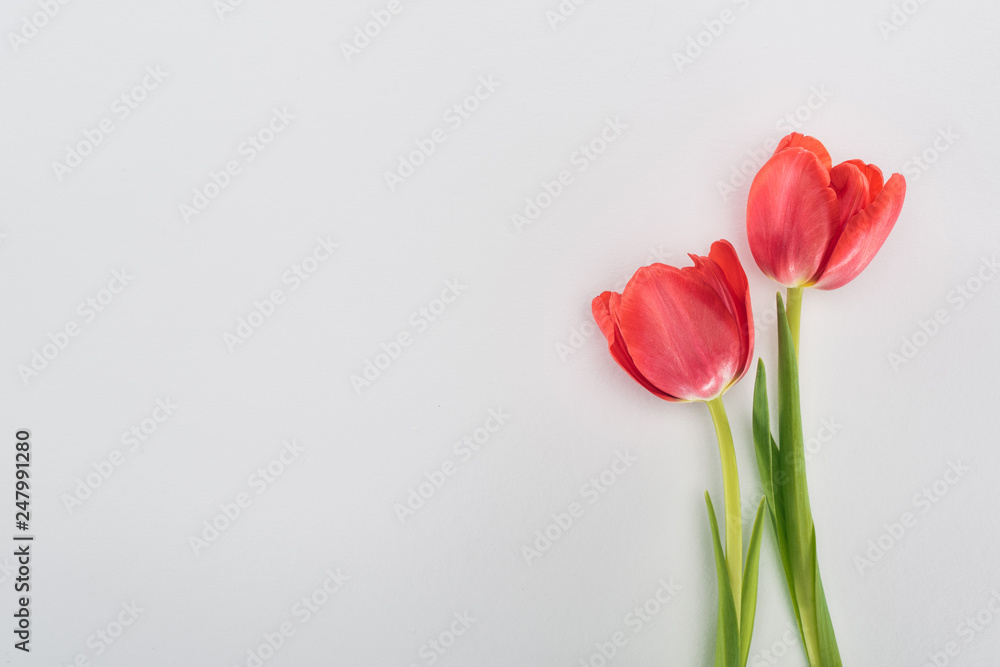 top view of red tulip flowers isolated on grey top view of red tulip flowers isolated on grey