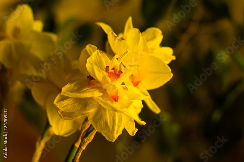 Amazing yellow huge bright daffodils in sunlight