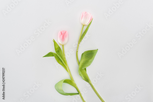 Fototapeta Naklejka Na Ścianę i Meble -  top view of two pink tulip flowers isolated on grey