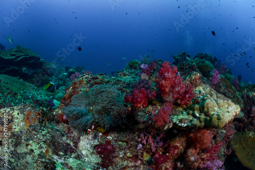 Coral reef fish aquatic life