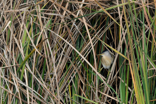 Zwergdommel (Ixobrychus minutus) - Little bittern photo