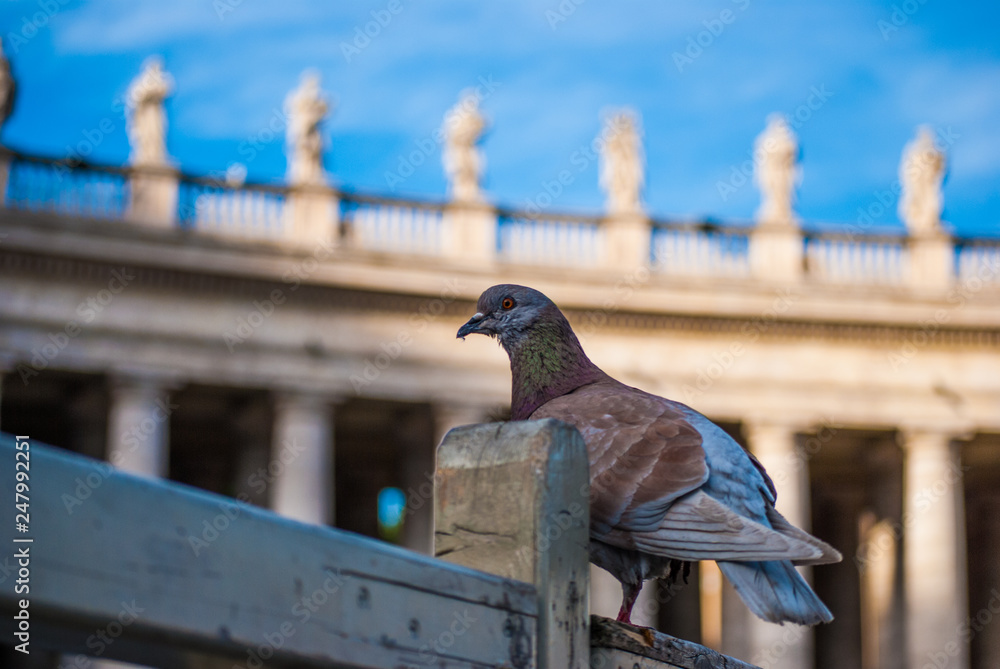 Fototapeta premium Piccione
