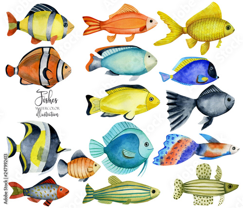 Photography Watercolor oceanic fishes collection, hand painted isolated on a white backgroun
