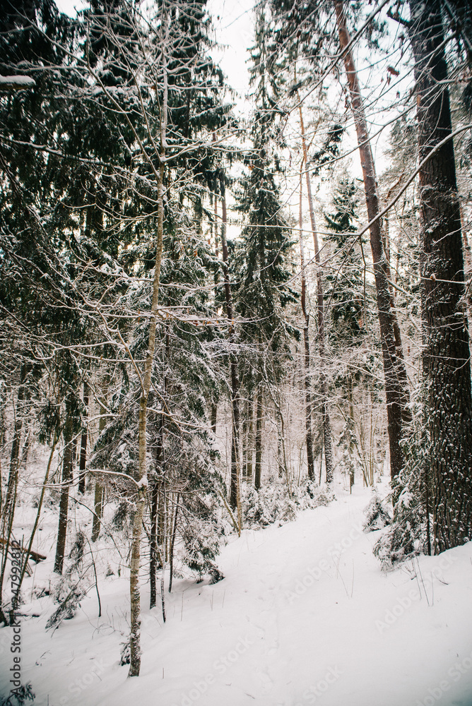 European forest in winter European forest in winter