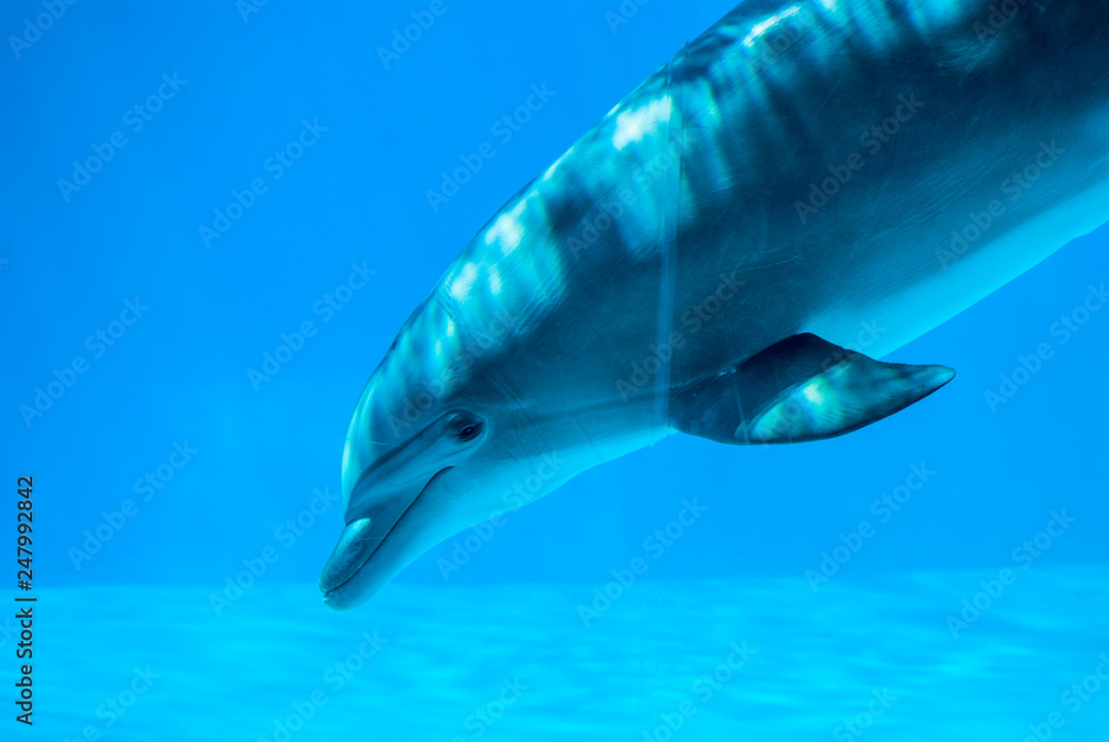 Obraz premium Delfini