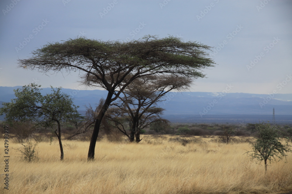 afrykańska sawanna z drzewami i suchymi trawami w upalny słoneczny dzień