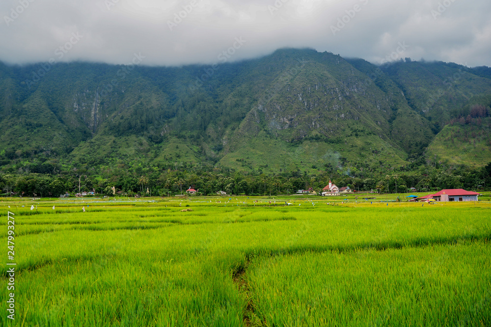 Beautiful Rice field view of  Lake Toba, Samosir Island, North Sumatra, Indonesia