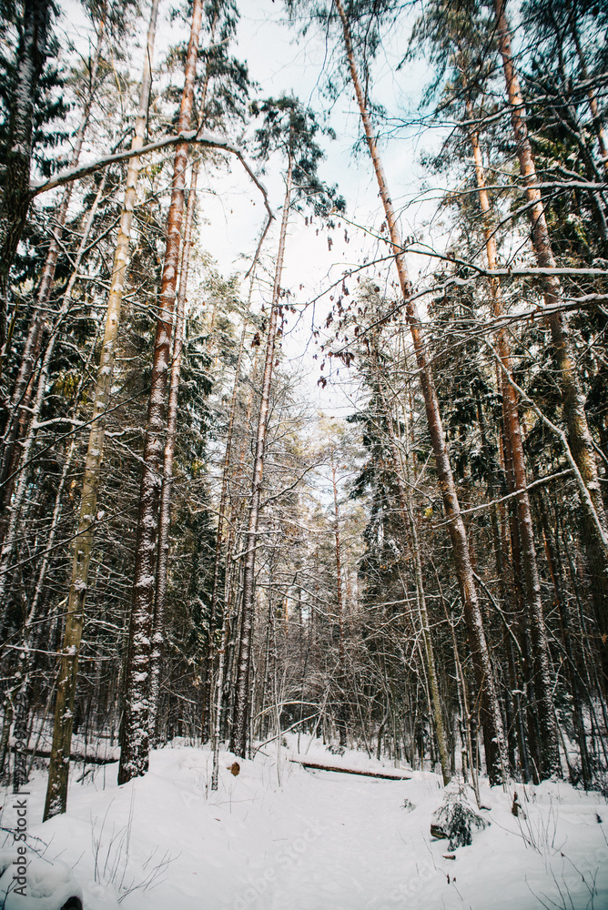 Fototapeta premium European forest in winter