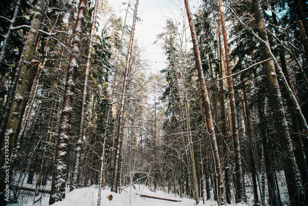 Fototapeta premium European forest in winter